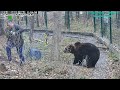 Медведь Мансур - Mansur the Bear (Подарки на новоселье от папки!!)