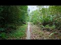 Sunny Day Walk in a Tropical Forest with Natural Sounds - Healing Sounds of the Woods