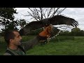 Harris Hawk Training