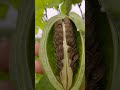 Is this a woolly pod  / milkweed plant  കണ്ടാൽ ഒരുപോലെ അപ്പൂപ്പൻ താടിയുടെ  വ്യാജൻ /Asclepiadaceae/