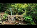 The sound of a waterfall in the tropical jungle. Relaxing Birdsong ✦ Forest Sounds ✦ Relax