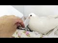 my cute pigeon #cute #birds #pigeon
