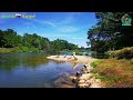 Beauty Of Nature/ Swans By The River/ #fypシ゚viral #beautifulnature #swans