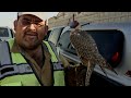 If It Flies: A documentary about a construction worker turned falconer.