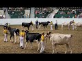 Showing Dairy Cows at the 2024 Minnesota State Fair 4-H Dairy Show