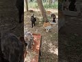 More of park colony cats - middle of May 2024