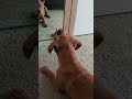 Labrador Retriever Romy Meets Herself In Mirror || ViralHog