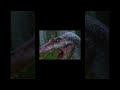Spino vs Dinosaurs (Jurassic Park/Jurassic world) #dinosaur #spinosaurus