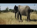 30 Most Incredible Elephant Attacks Caught On Camera