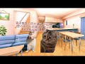 【怖い話】シシノケ #猫ミーム #怖い話