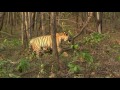 Waghdoh.....One of the largest tiger in India At Tadoba Andhari Tiger reserve ....