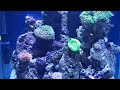 reef tank update 🐠🤘 1k sub goal then I get a tank upgrade