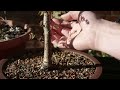 Thicken trunks for bonsai. 3 Ways to grown trunks out.