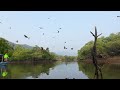 Eagle Feeding at Palolem Backwaters, Goa