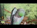 Indie Birb Cafe [Vol. 2] Indie Alternative Music for Birds | Parrot Music TV for Your Bird Room