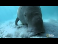 The Dugong: the Ocean's Vacuum Cleaner | Wild Egypt