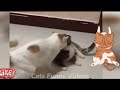 FUNNY Animals Videos 2024 TRY not to laugh 😂😂 FUNNY Video With CAtS And DOGS_😹😹 part 63