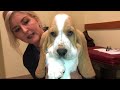European Basset hounds at 7 weeks