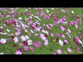 Les Fleurs Sauvages(야생화) - Richard Clayderman - Panflute(팬플룻) Cover