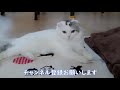 レーザーポインターに夢中な猫【スコティッシュフォールド】