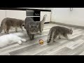 New Funny Animals 2024 😁 Funniest Cats and Dogs Videos 😻🐶 Part 30
