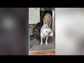20 minutes of Cute and Funny Animals #2024 #funny #pets