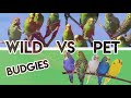 Isn't it better to release our budgies to the wild? -  MythBuster