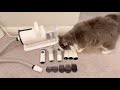 Easy Cat Grooming Vacuum + Hair Dryer 😍【Review105】