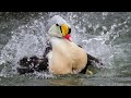 🤑 दुनिया के 3 सबसे खूबसूरत बत्तख || Top 3 Most Beautiful Ducks In The World 🌎