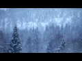 Heavy snowfall over a forest