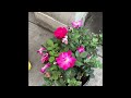 Lowe’s Plant Finds!🌸🌼 + A Montage of Typical Indoor Plants 🪴 🥱