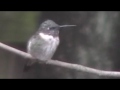 Male Ruby Throated Hummingbird