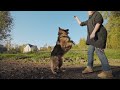 5 Odd German Shepherd Behaviors Explained