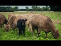 Galloway Cattle | All About The Wonderful Breed | GCSNZ