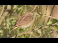 2023 05 01 Kékbegy Luscinia svecica Bluethroat