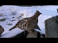 My Wild Pet Grouse