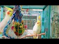 Happy parakeet sounds, cute Budgie sound, cat Tv, birds for cats to watch #budgies #parakeet #parrot