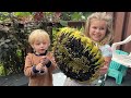 Grow Giant Sunflowers | Everything You Need To Know. Gardening Tips and Tricks