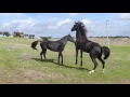 Black arabian stallions 1st meeting. Sementales arabes 1er encuentro. Gaverni & Vidao