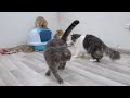 Cute cats play with teaser toys