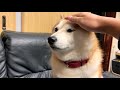 Shibe loses his emotions after being frightened by lightning.