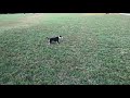 Vicious Rat Terrier Mix dominates Poor Puppy (def not clickbait)