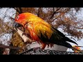 Jenday Conures enjoying Milkbones after a bath