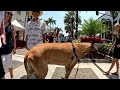 Cash 2.0 Great Dane at the Rodeo Drive Concours d’Elegance 2024 in Beverly Hills (1 of 6)