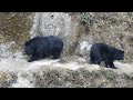 🐻🐨 Bear Crossing an Alley # Wildlife # zoo