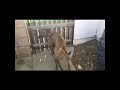 My dogs compilation