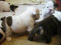 4 week old English bulldog pups trying to walk and play