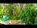 Relaxing Rainforest ASMR - (Rain & Birds)