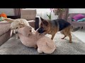 Golden Retriever doesn't want to share his toy with a German Shepherd