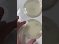 Growing Bacteria from a Bathroom Floor